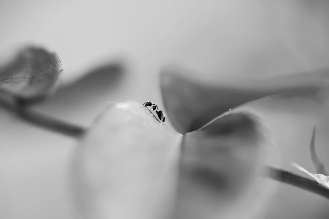 grayscale photo of a flower