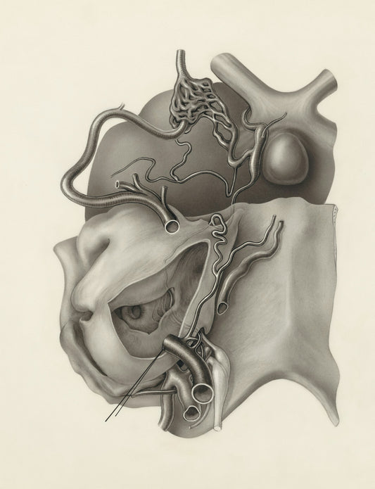 a drawing of the inside of a human head