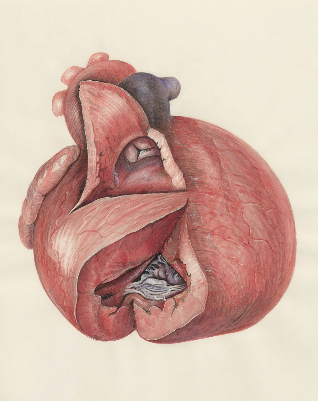 a drawing of a heart with a cat inside of it