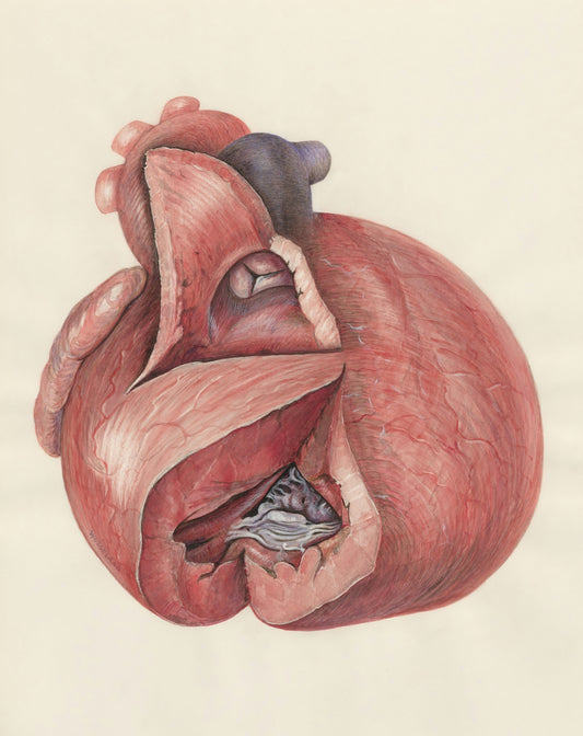 a drawing of a heart with a cat inside of it