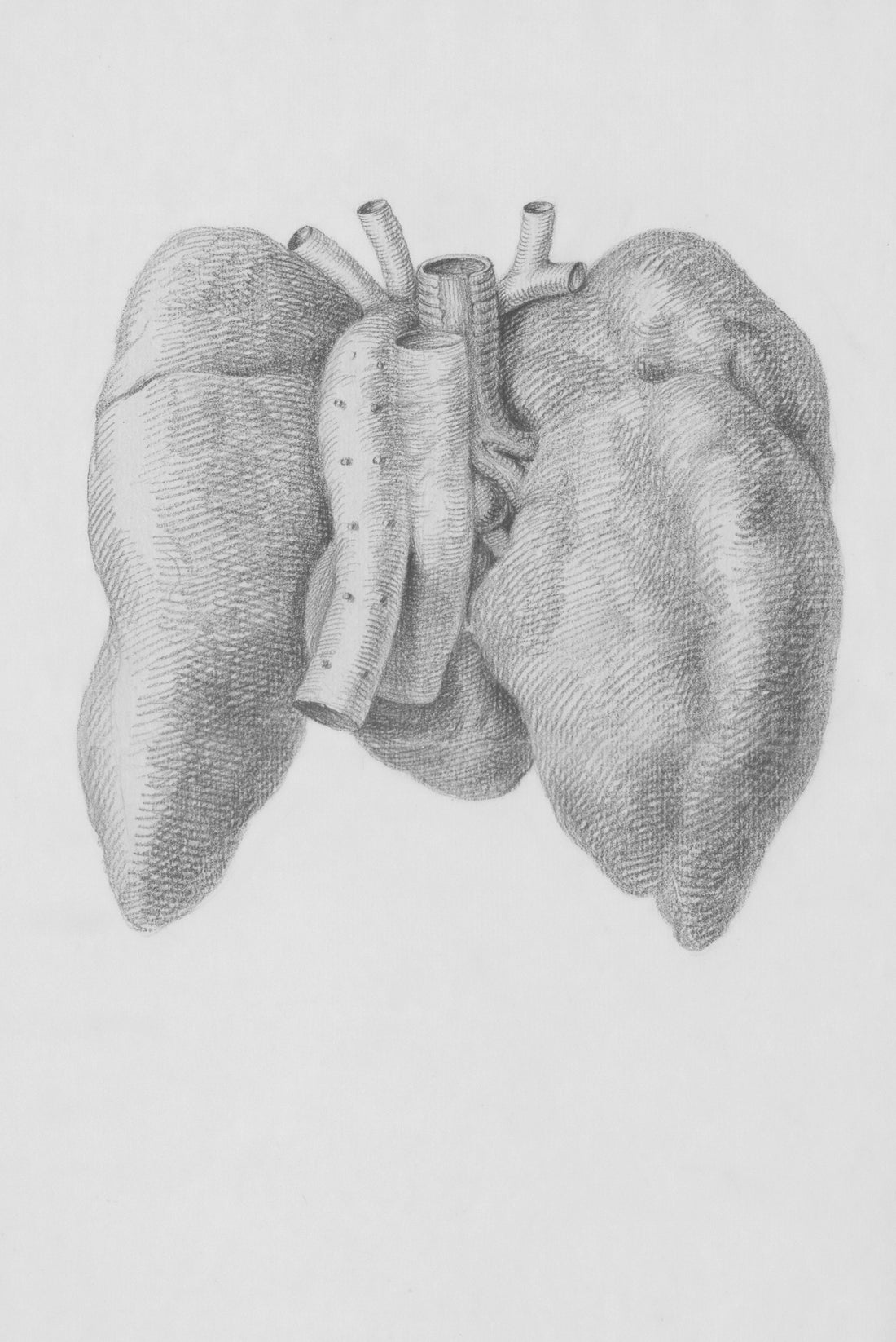 a drawing of a human heart and lungs