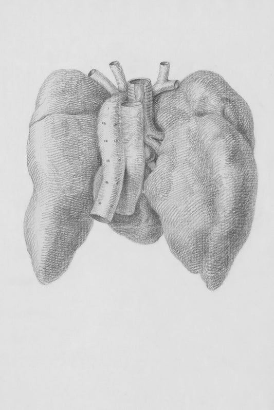 a drawing of a human heart and lungs