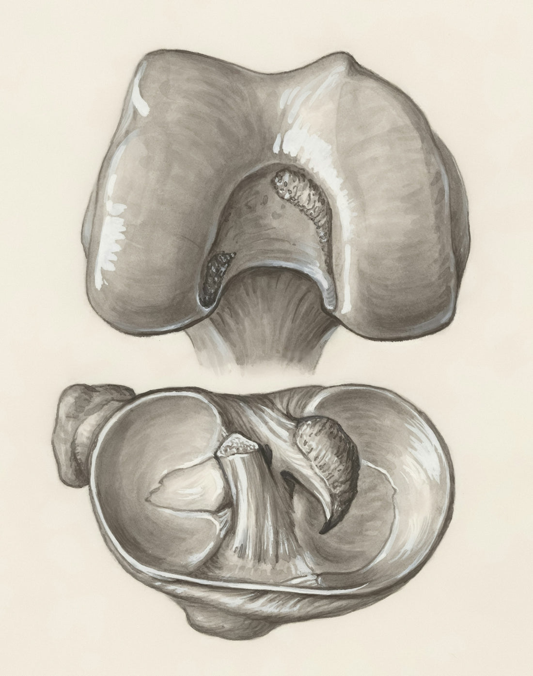 a pencil drawing of a flower