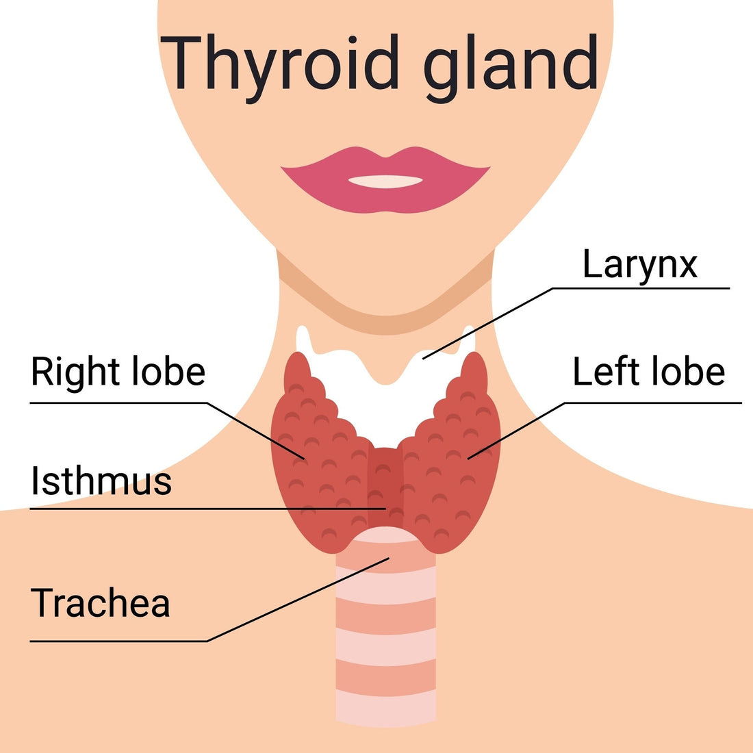 Feeling Sluggish? The Surprising Connection Between Vitamin A, Iodine, and Your Thyroid