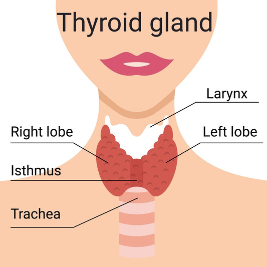 Feeling Sluggish? The Surprising Connection Between Vitamin A, Iodine, and Your Thyroid